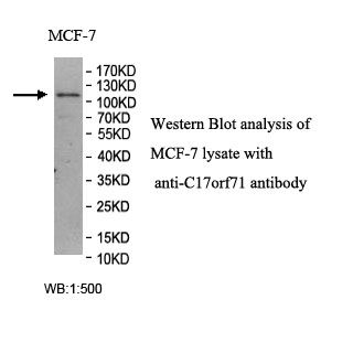 C17orf71 Antibody