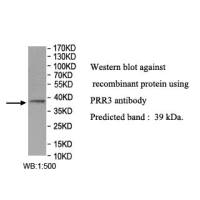 PRR3 Antibody