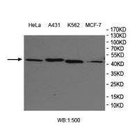 ACTA1 Antibody