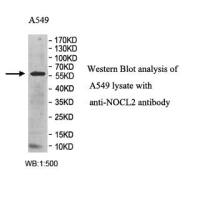 NOC4L Antibody