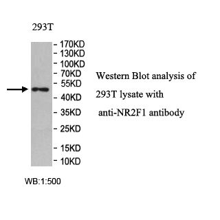NR2F1 Antibody