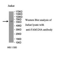 FAM124A Antibody