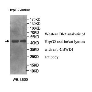 CBWD1 Antibody