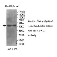 CBWD1 Antibody