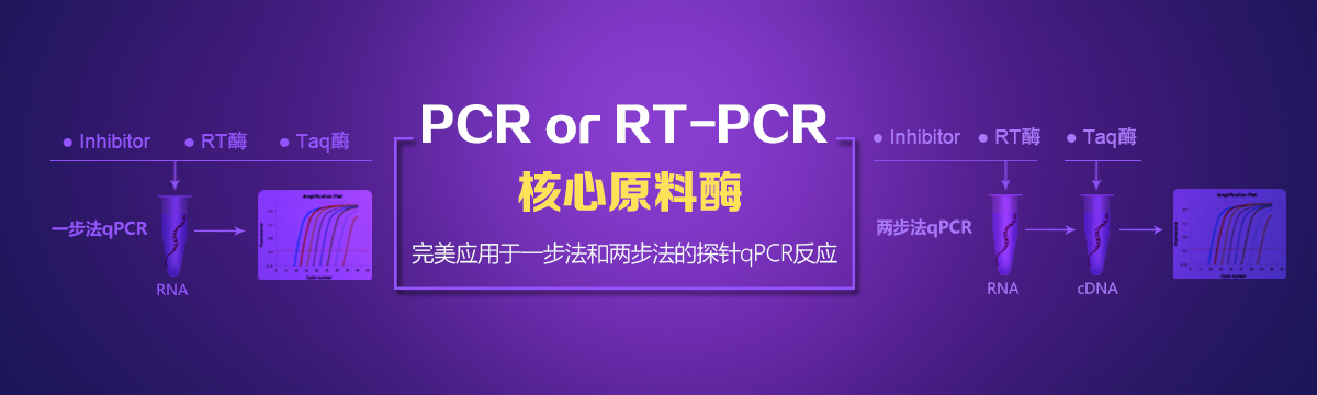 COVID-19病毒SARS-CoV-2病毒检测原料酶