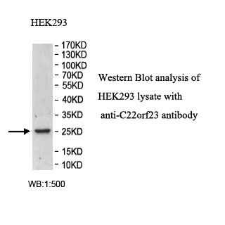 C22orf23 Antibody