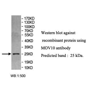 MOV10 Antibody
