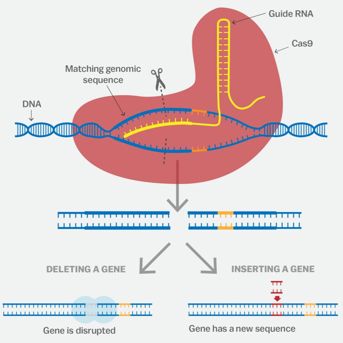 CRISPR/Cas9/基因编辑