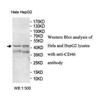 CD46 Antibody