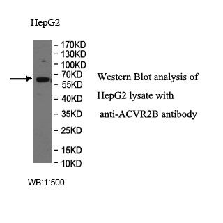 ACVR2B Antibody