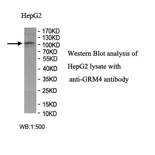 GRM4 Antibody