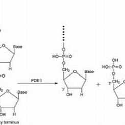 9025-82-5. 磷酸二酯酶I ,BR，20u/mg