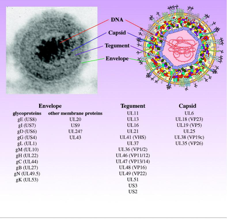嗜神经病毒/伪狂犬病毒prv价格,详情介绍-960化工网 – 960化工网