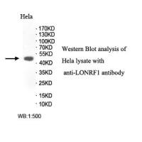 LONRF1 Antibody