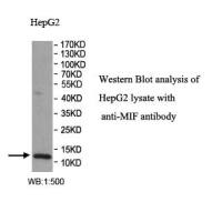 MIF Antibody