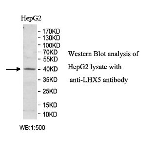 LHX5 Antibody