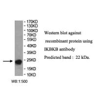 IKBKB Antibody