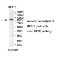 LRRN3 Antibody