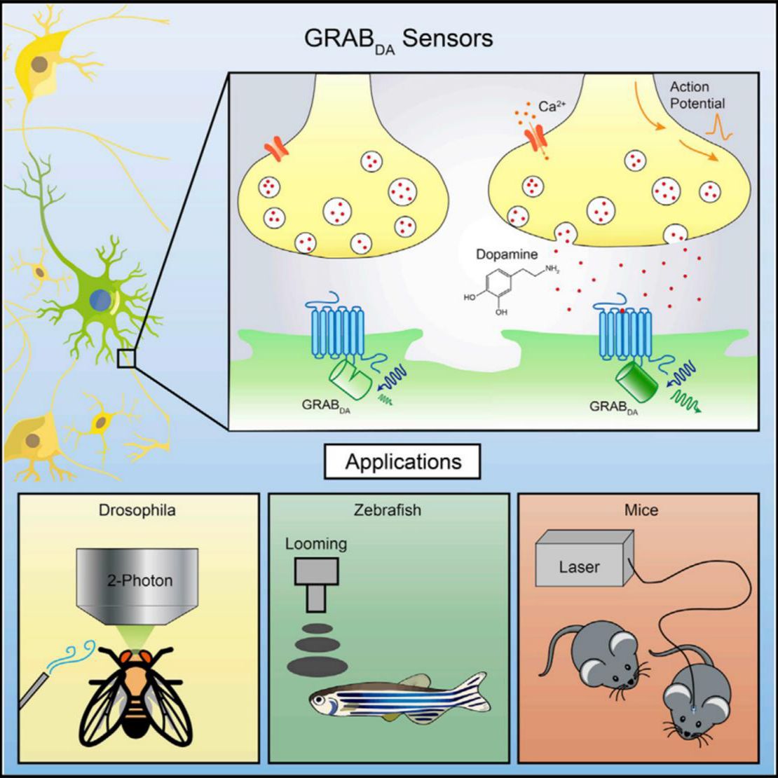  GRAB神经递质荧光探针/G蛋白偶联受体(GPCR)/GPCR Activation Based Sensor(GRAB)