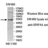 HNF4A Antibody