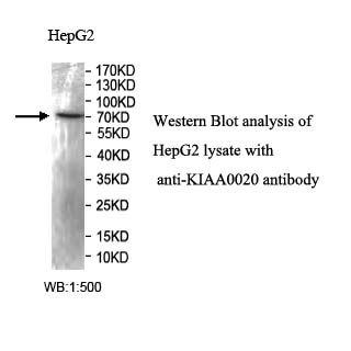 KIAA0020 Antibody