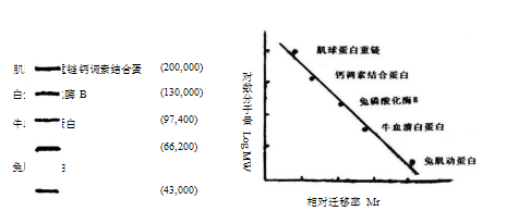 SDS-PAGE蛋白质次高分子标准