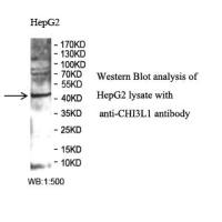 CHI3L1 Antibody