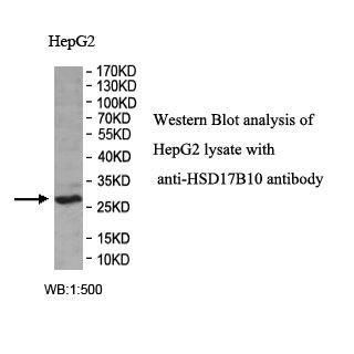 HSD17B10 Antibody