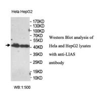 LIAS Antibody