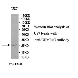 CHMP4C Antibody