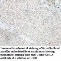 CHRFAM7A Antibody