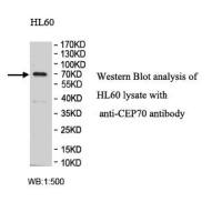 CEP70 Antibody
