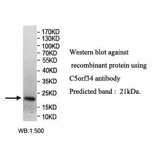 C5orf34 Antibody
