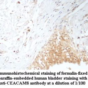 CEACAM8   Antibody