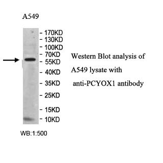 PCYOX1 Antibody