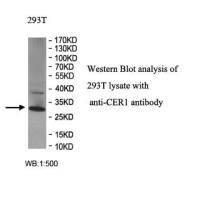 CER1 Antibody