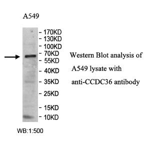 CCDC36 Antibody