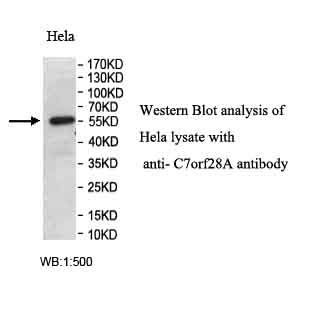 C7orf28A Antibody