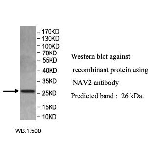 Nav2 Antibody