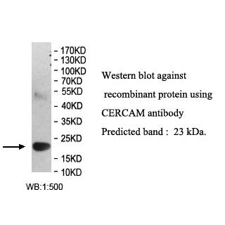 CERCAM Antibody