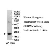 CERCAM Antibody