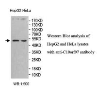 C10orf97 Antibody