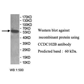 CCDC102B Antibody