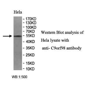 C9orf98 Antibody