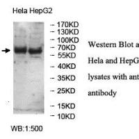 OPTN Antibody