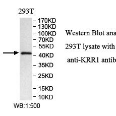KRR1 Antibody