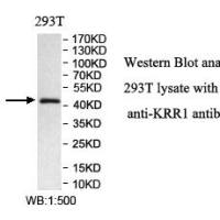 KRR1 Antibody