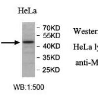 MITD1 Antibody