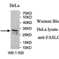 FASLG Antibody