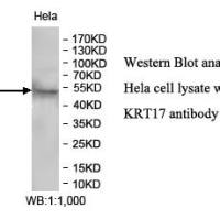 KRT17 Antibody